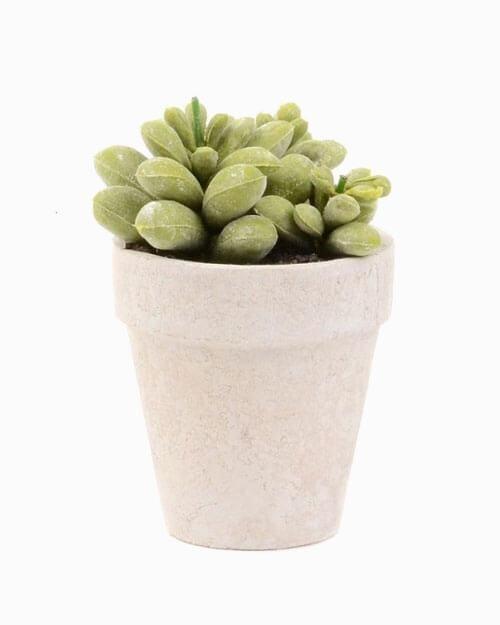 Bonsai desktop 6 - donaport-tiko