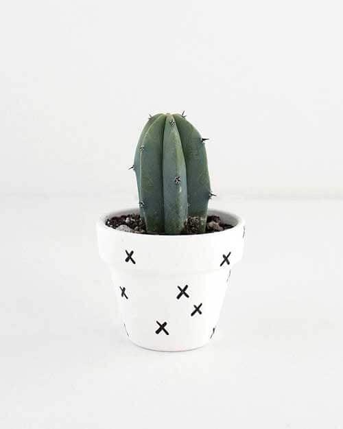 Bonsai desktop sdfhashdheuybd - donaport-tiko